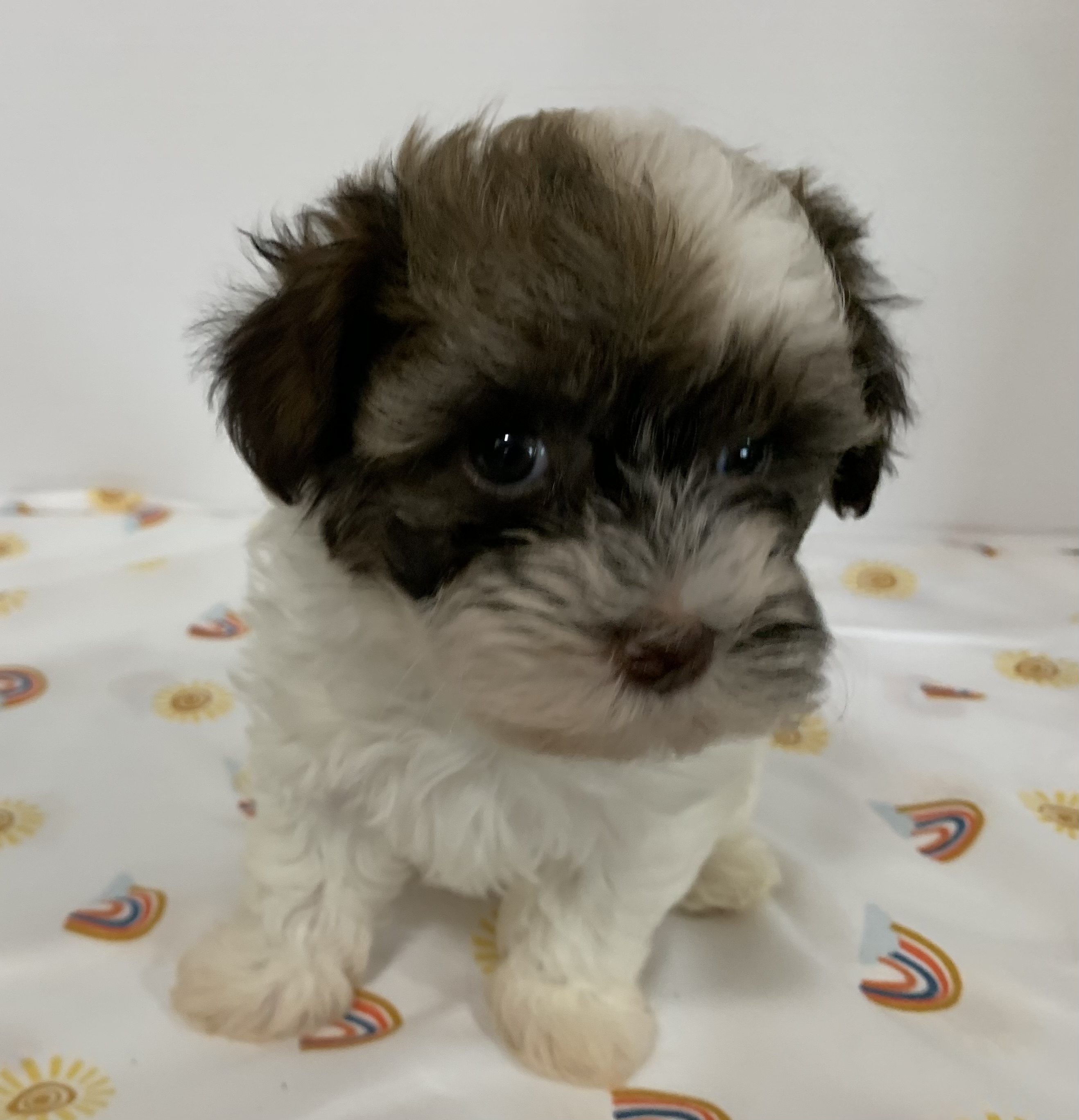 puppy, for, sale, Havanese, Debra K Lott, dog, breeder, Merit, TX, dog-breeder, puppy-for-sale, forsale, nearby, find, puppyfind, locator, puppylocator, aca